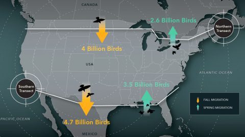 Cornell Lab of Ornithology researchers used weather-radar data to count the numbers of birds crossing the northern and southern borders of the United States in fall and spring. Source: AM Dokter et al. In press. Seasonal abundance and survival of North America’s migratory avifauna determined by weather radar. Nature Ecology & Evolution. Map graphic by Jillian Ditner.