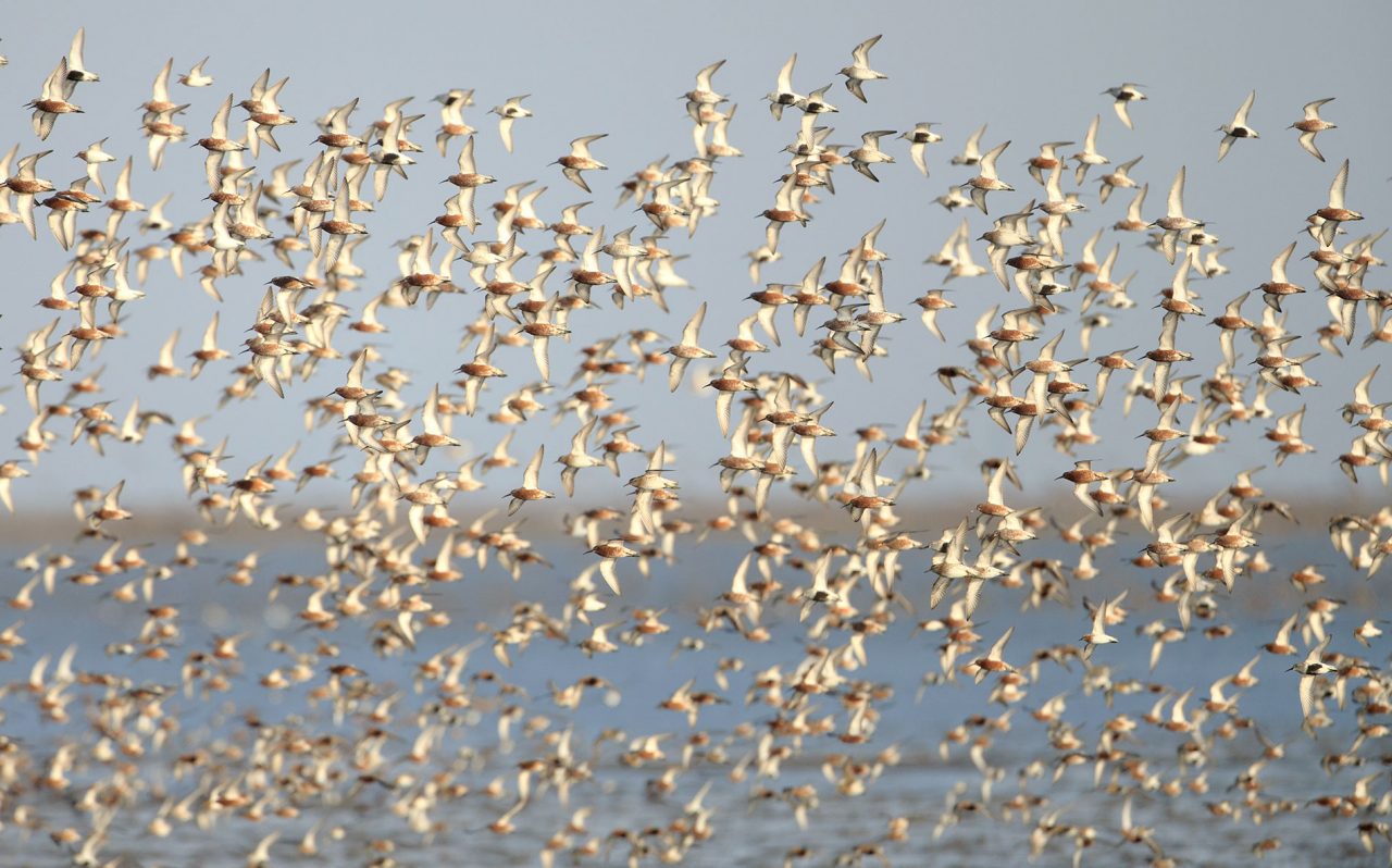 Curlew Sandpipers and several other shorebird species form a cloud of wings over Bohai Bay in China. As with so many other shorebirds, Curlew Sandpiper populations have drastically declined in recent decades—down almost 80 percent since 1993, according to research by scientist Colin Studds of the University of Maryland, Baltimore County. According to Studds, Yellow Sea habitat loss is the leading driver of population declines in migratory shorebirds of the East Asian–Australasian Flyway. Photo by Gerrit Vyn.