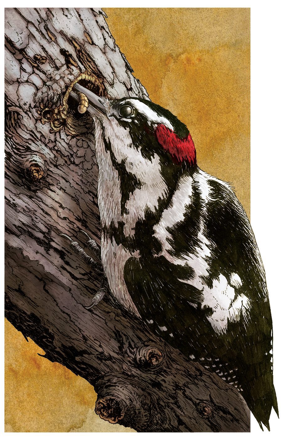 Downy Woodpecker by Bartels Science Illustrator Phillip Krzeminski