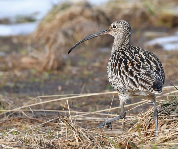 A Eurasian Curlew in Finland. These birds also nest in fields and risk having their clutches destroyed by farmers mowing fields earlier in the season. Photo by José Frade/Macaulay Library.