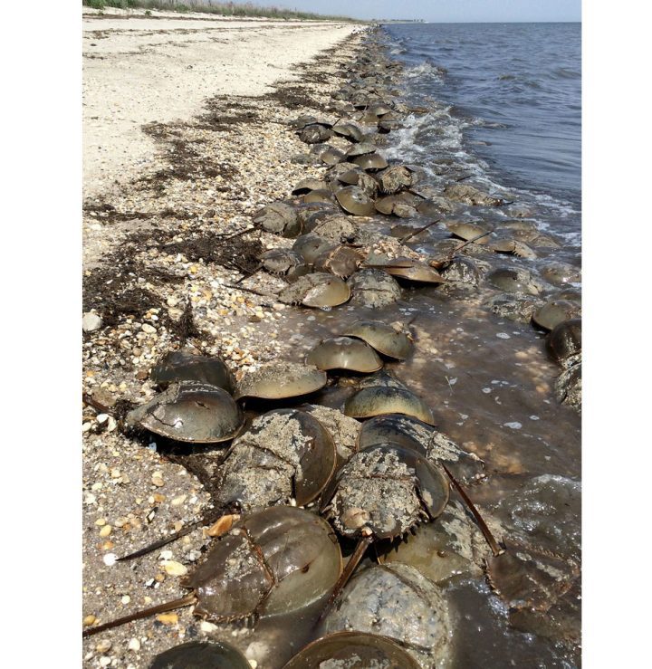 Horseshoe crabs gather by the thousand to breed in Delaware Bay. Photo by Wayne Bierbaum via Birdshare.