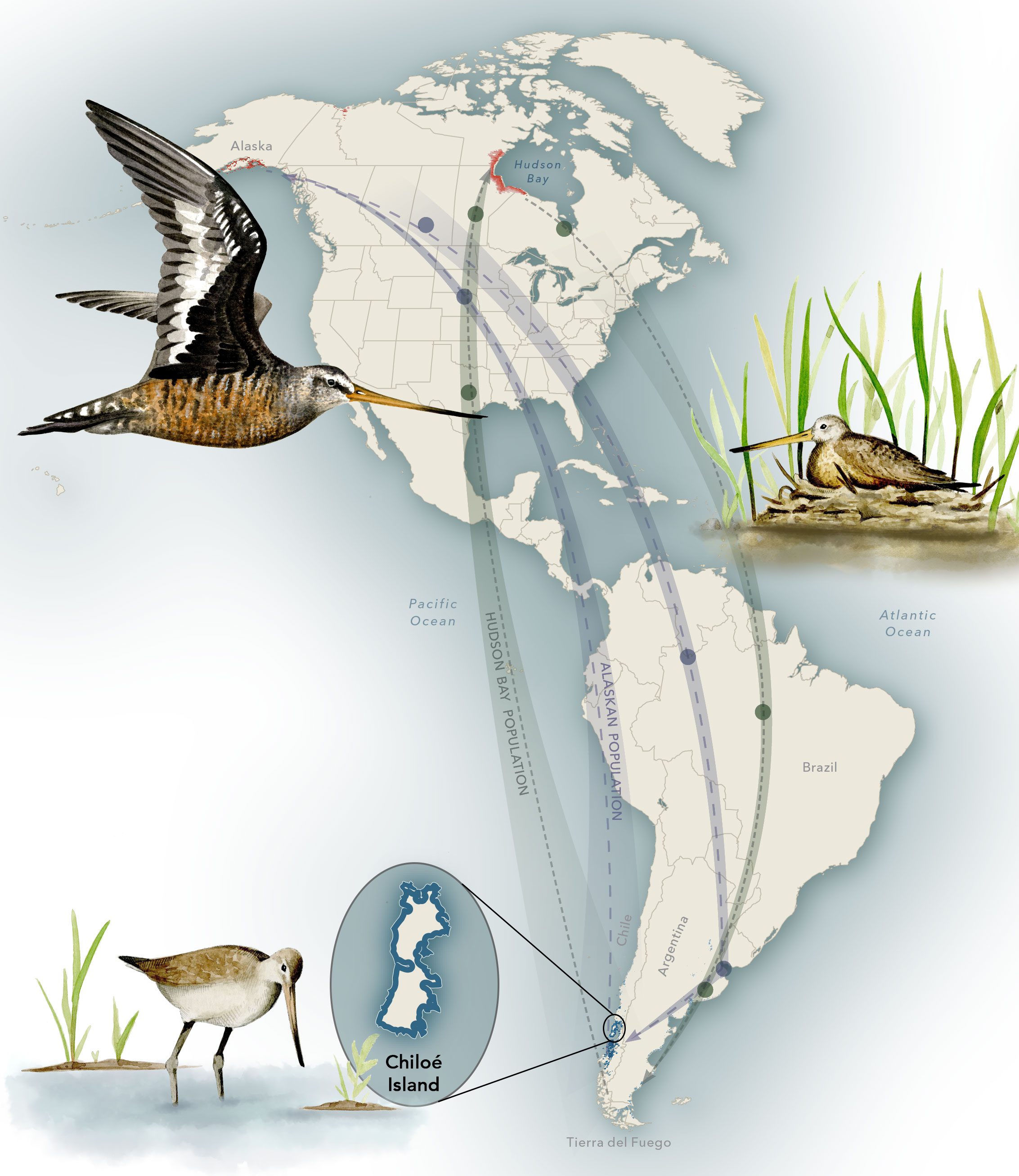 Hudsonian Godwit migration route. Top to bottom: a male flying in breeding plumage, a female on a nest, a male foraging in winter plumage. Illustration by Bartels Science Illustrator Megan Bishop.