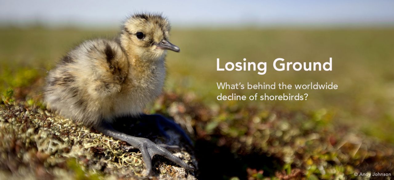 Whimbrel chick in Manitoba, Canada. Photo by Andy Johnson.