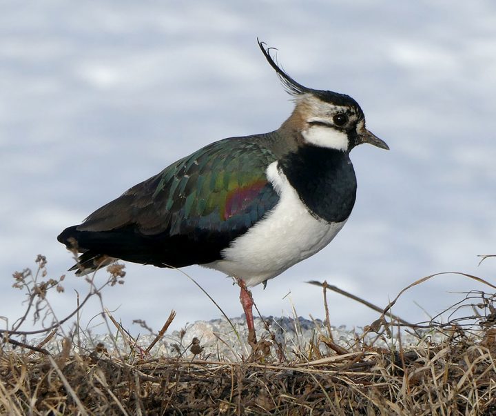 Warmer springs in Finland mean farmers mow their fields earlier, which destroys Northern Lapwing nests. Photo by eero salo-oja/Macaulay Library.