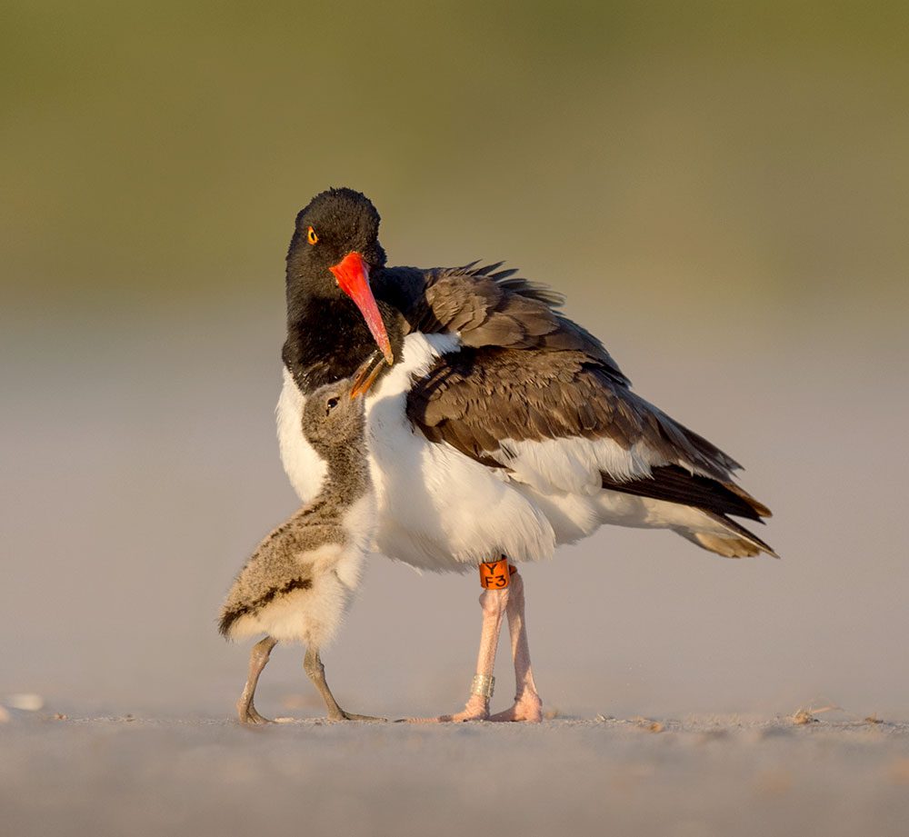 American Oystercatcher by Ray Hennessy.