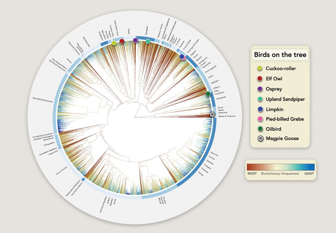 The phylogenetic tree of birds. Bird evolution graphic source from Gavin Thomas, University of Sheffield; Infographic by Jillian Ditner.