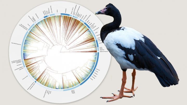 Bird Evolution Graphic Source: Gavin Thomas, University of Sheffield; Infographic: Jillian Ditner. Magpie Goose by Sara Young/Macaulay Library