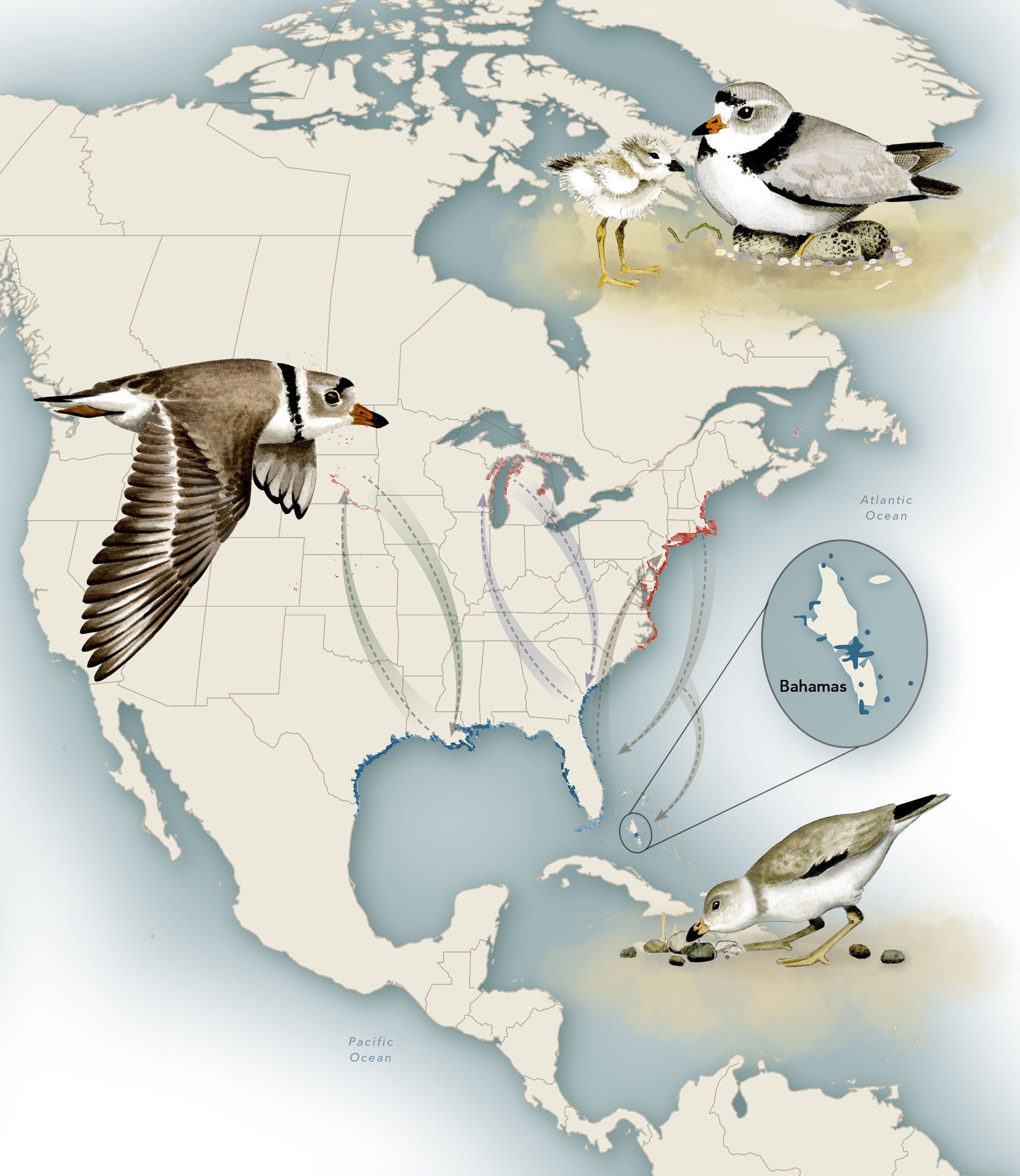 Piping Plover migration. Top to bottom: female with young, a male flying in breeding plumage, and a male foraging in winter plumage. Illustration by Bartels Science Illustrator Megan Bishop.