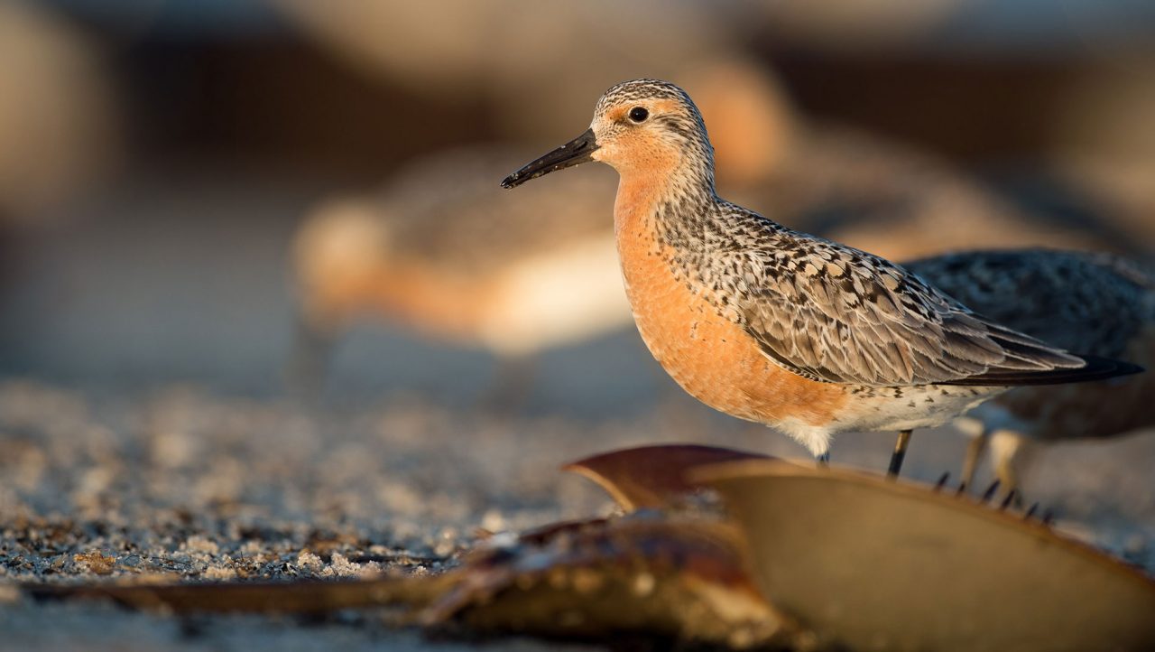 Red Knot and Horseshoe crab in Delaware. Photo by Ray Hennessy