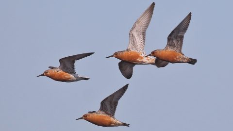 Red Knots by Tom Hince/Macaulay Library