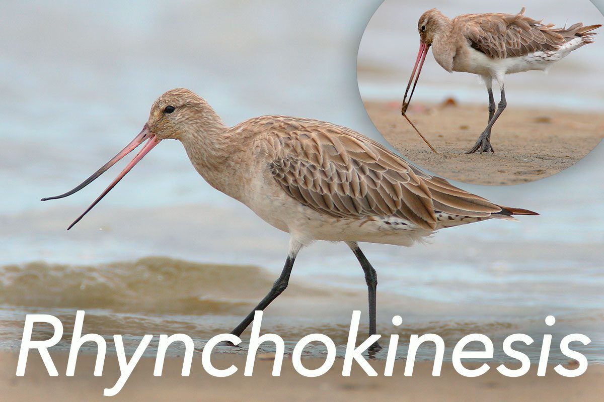 Bar-tailed Godwit Photos by Jon Irvine via Birdshare. Rhynchokinesis n. [Rhyncho (Gr., beak) + Kinesis (Gr., movement)] A bird’s ability to independently flex its upper bill, a trait most pronounced in long-billed shorebirds and a few other groups such as cranes and hummingbirds. In shorebirds, the action assists with the capture of slippery items when the bill is thrust deep into the sand or mud.