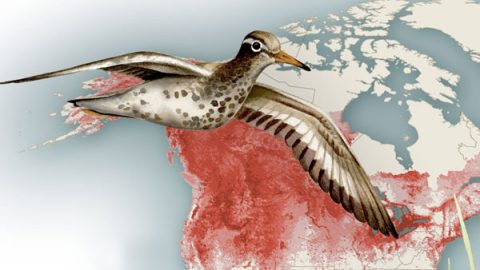 Spotted Sandpiper on migration. Illustration by Bartels Science Illustrator Megan Bishop.