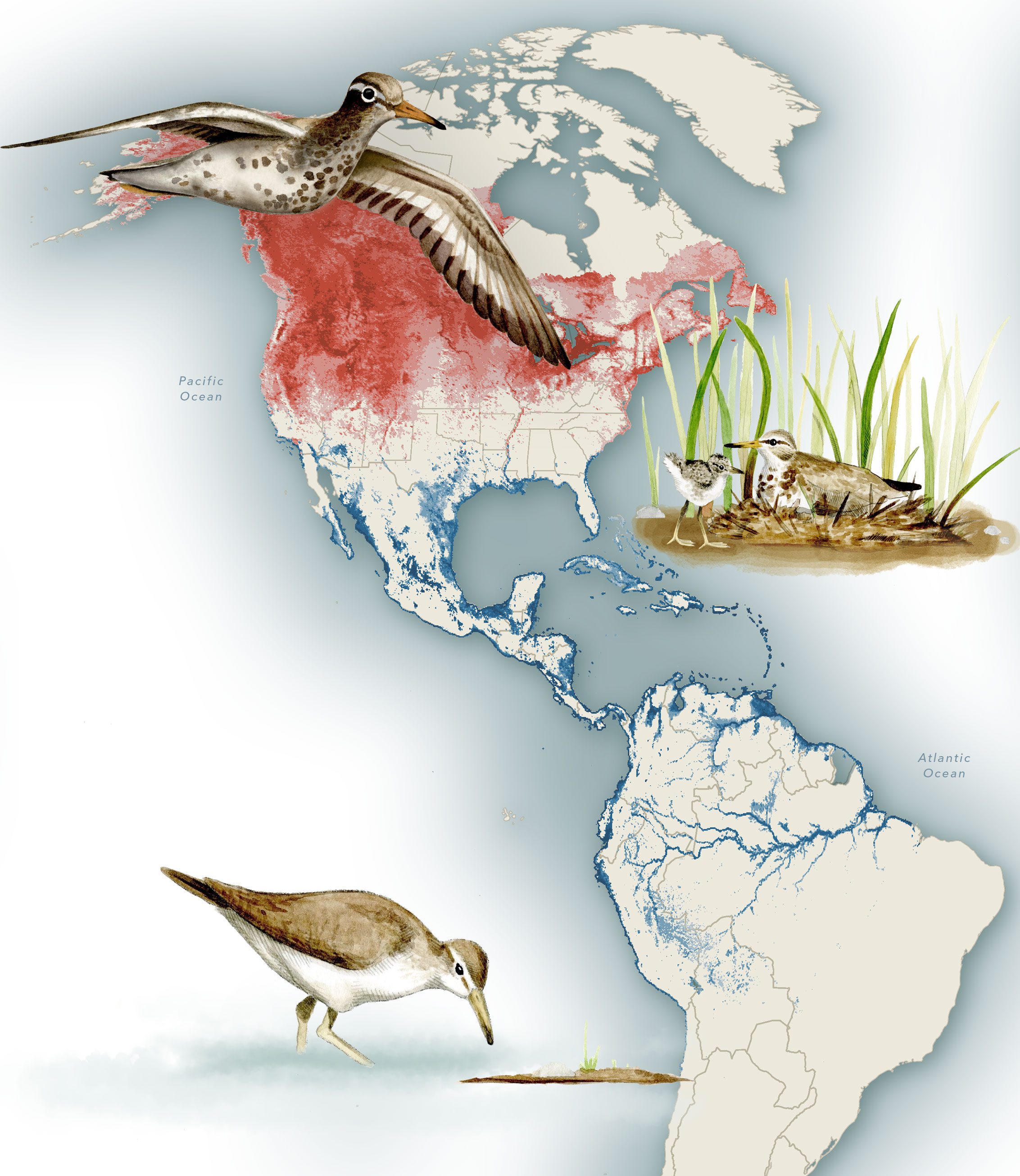 Spotted Sandpiper migration route. Top to bottom: a male flying in breeding plumage, a male with young, a male foraging in winter plumage. Illustration by Bartels Science Illustrator Megan Bishop.