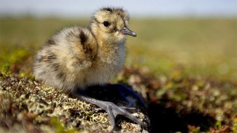 Whimbrel chick in Manitoba, Canada. Photo by Andy Johnson.