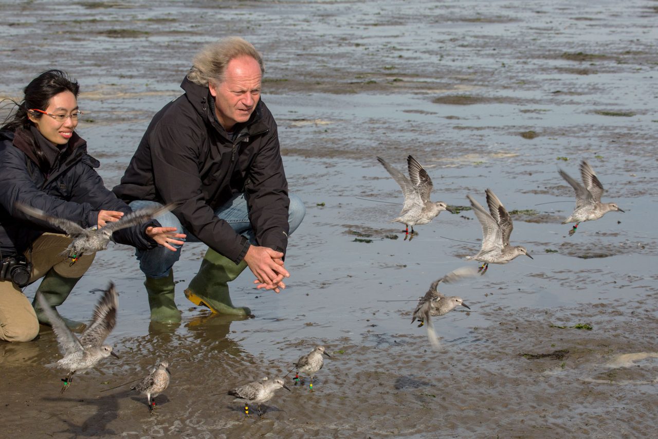 Scientists Ying Chi Chan and Theunis Piersma release Red Knots outfitted with satellite transmitters. Photo by Jan van de Kim.