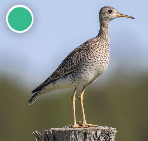Upland Sandpiper by Charmaine Anderson/Macaulay Library
