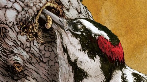 Downy Woodpecker by Phillip Krzeminski