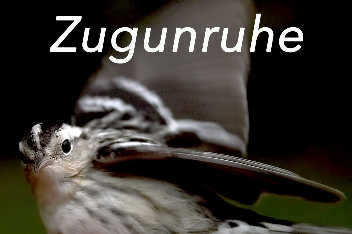 Zugunruhe Black-and-white Warbler, Photo: Dan Tallman; Source: Handbook of Bird Biology, Third Edition.