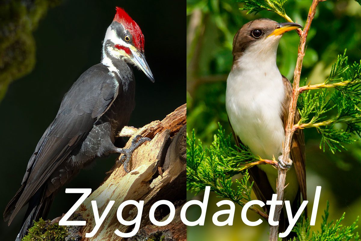Zygodactyl: two toes facing forward; two facing backward. Yellow-billed Cuckoo by Lindell Dillon, Pileated Woodpecker by John Fox, both via Birdshare; featured in Living Bird, Winter 2016.