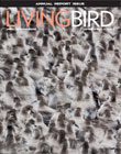 Living Bird cover, Autumn 2018, Red Knots by Gerrit Vyn.