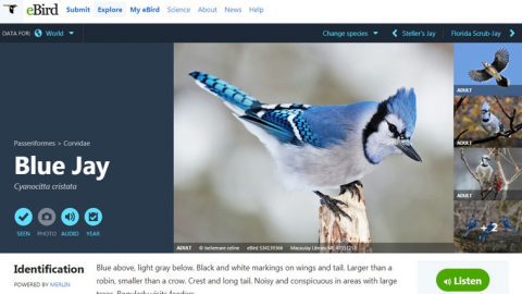 Explore Species, Blue Jay page on eBird