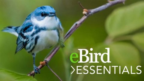 Learn about eBird Essentials. Cerulean Warbler image by Andrew Simon/Macaulay Library.
