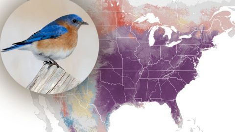 eBird status and trends. Eastern BLuebird by Alix d'Entremont/ML
