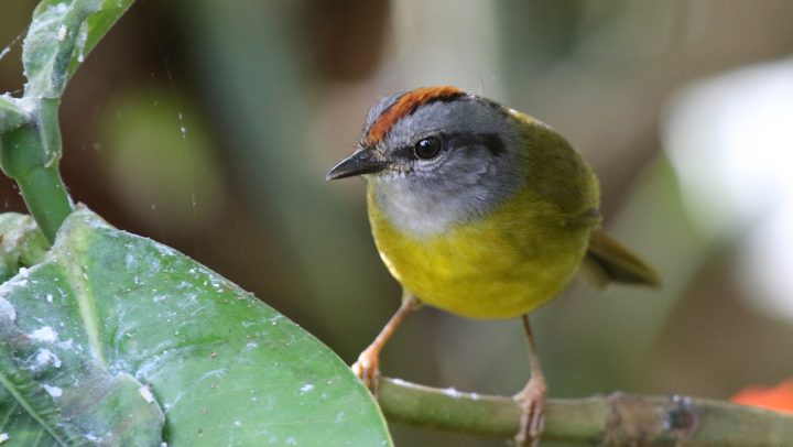 Russet-crowned Warbler by Matthew Grube