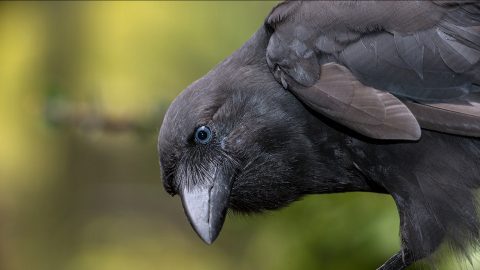 Alala (Hawaiian Crow) Courtesy San Diego Zoo Global