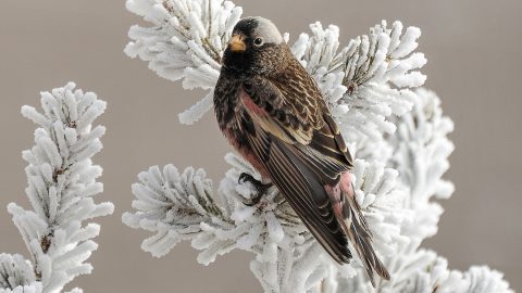 Black-rosy Finch by Martina Nordstrand, ML