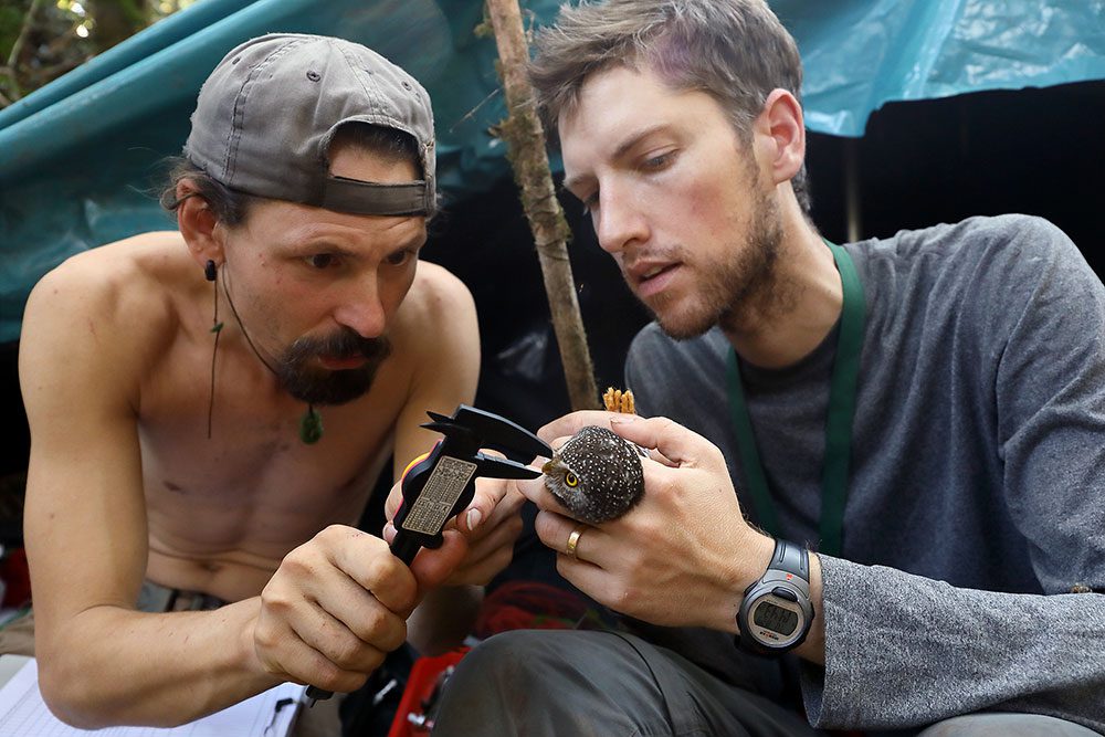 Ben Freeman (right) and Micah Scholer take the measurements of a mist netted Subtropical Pygmy Owl. Photo by Graham Montgomery.