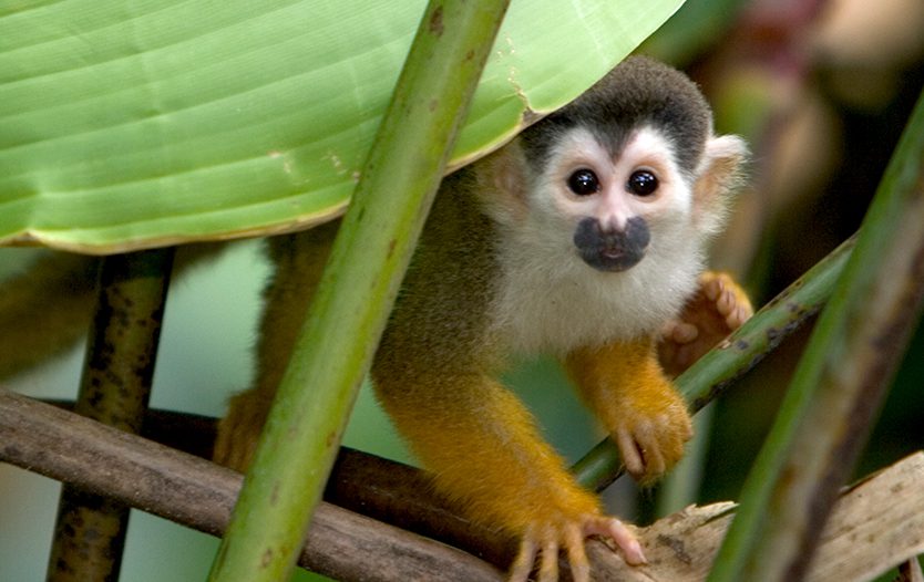 Central American squirrel monkey by Roy Toft