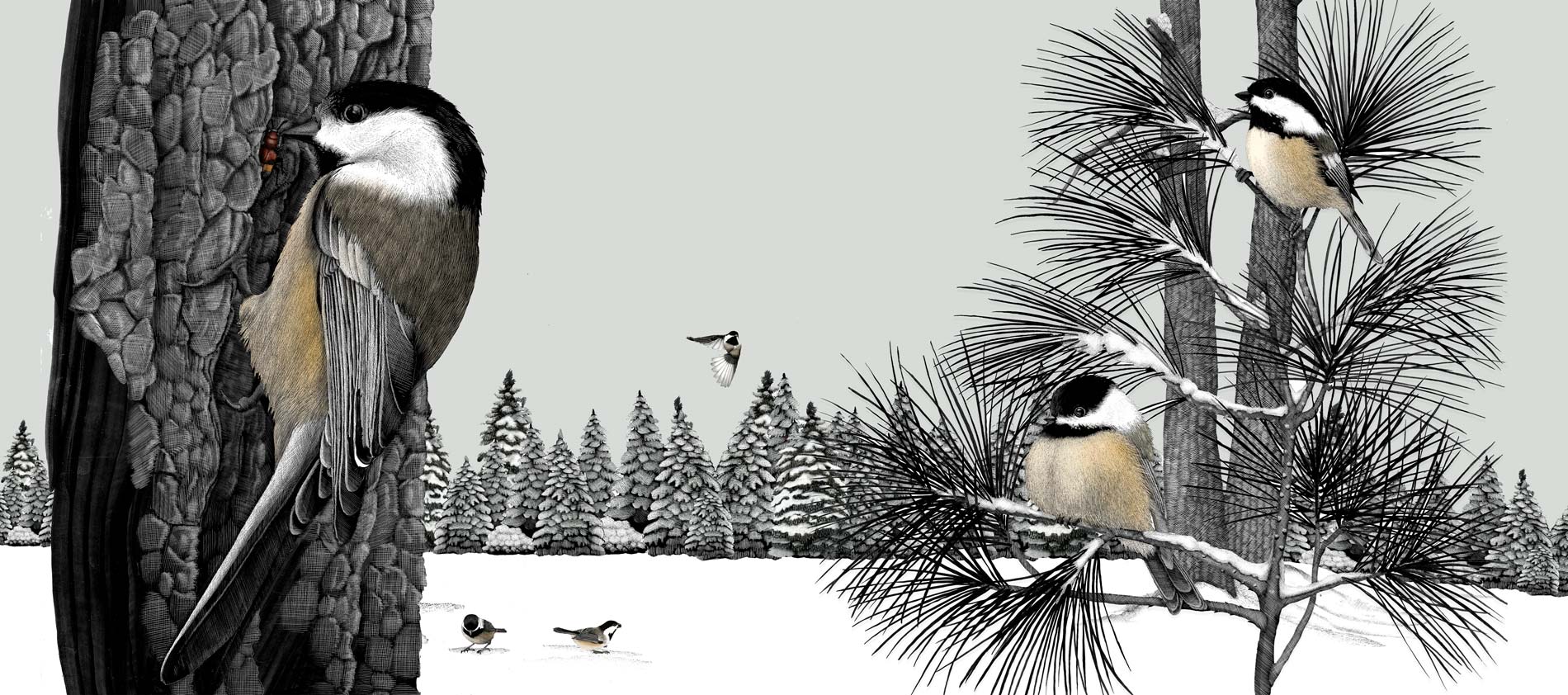 How Do Birds Survive The Winter All About Birds All About Birds 
