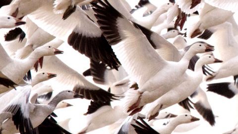 Snow Geese by David Eberly/Macaulay Library