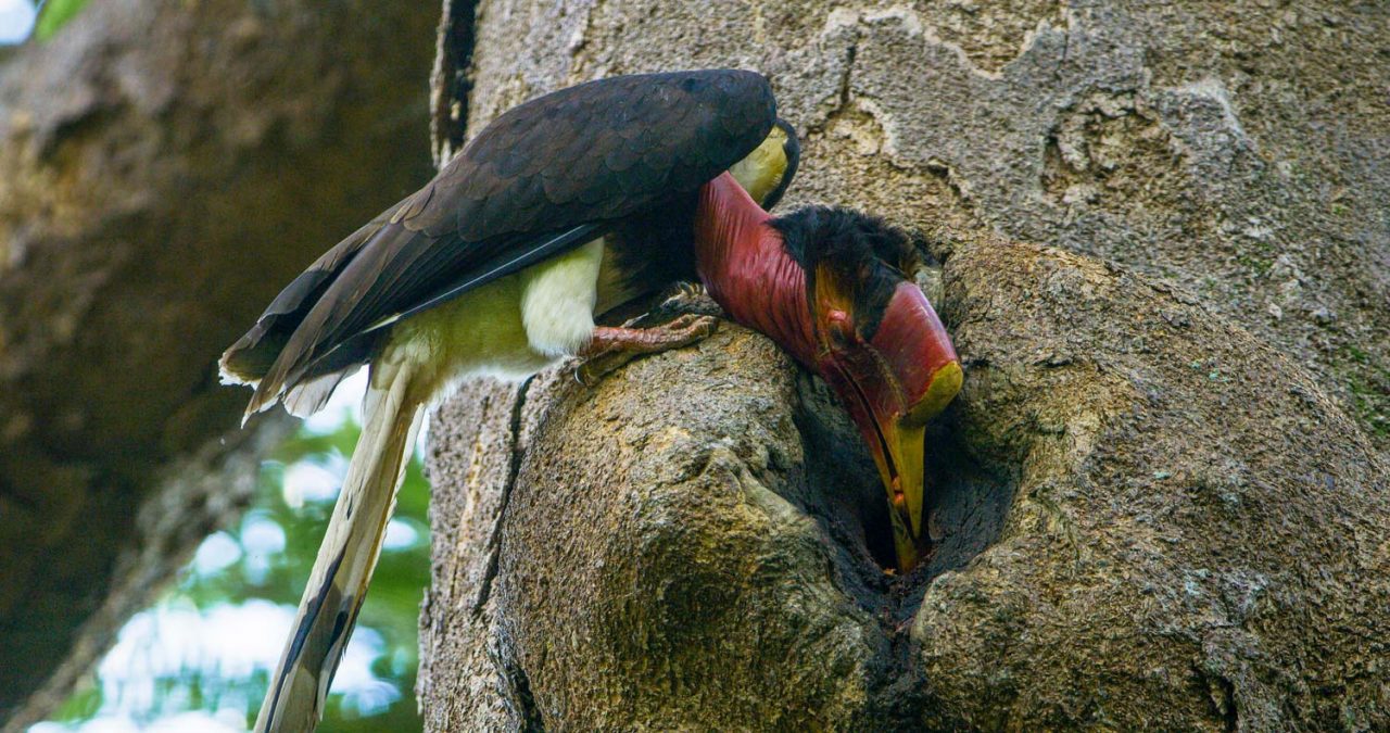 After regurgitating the figs, the male reaches inside the nest hole to pass the figs into the female’s beak. Photo by Tim Laman.