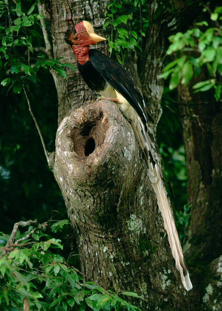 A male Helmeted Hornbill visits a nest hole. Photo by Tim Laman.