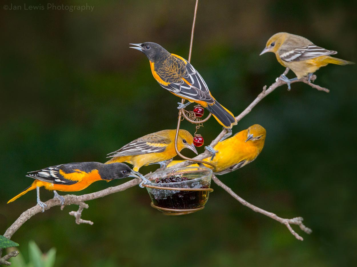 Baltimore Orioles by Jan Lewis via BirdSpotter/PFW