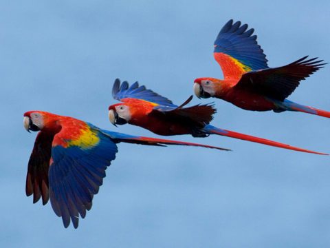 Flying Scarlet Macaws
