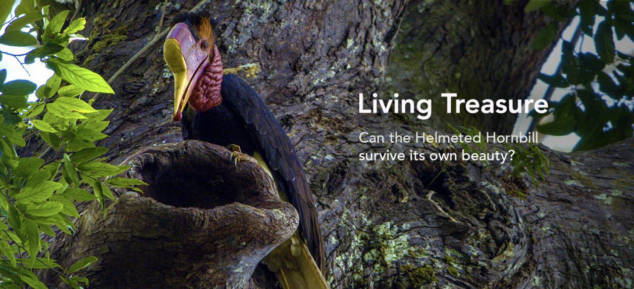 Helmeted Hornbill at the nest cavity. Photo by Tim Laman