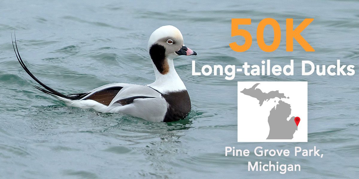 Long-tailed Duck by Kyle Blaney, https://macaulaylibrary.org/asset/89229401