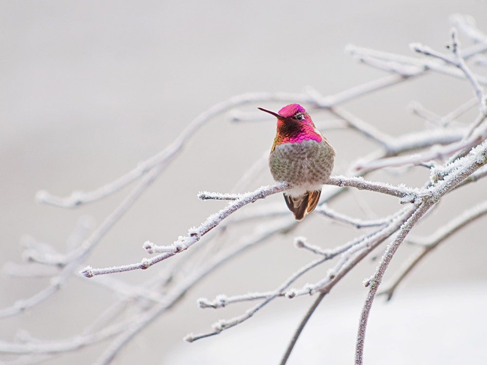 Anna's Hummingbird by Maggie MacDonald via BirdSpotter/PFW
