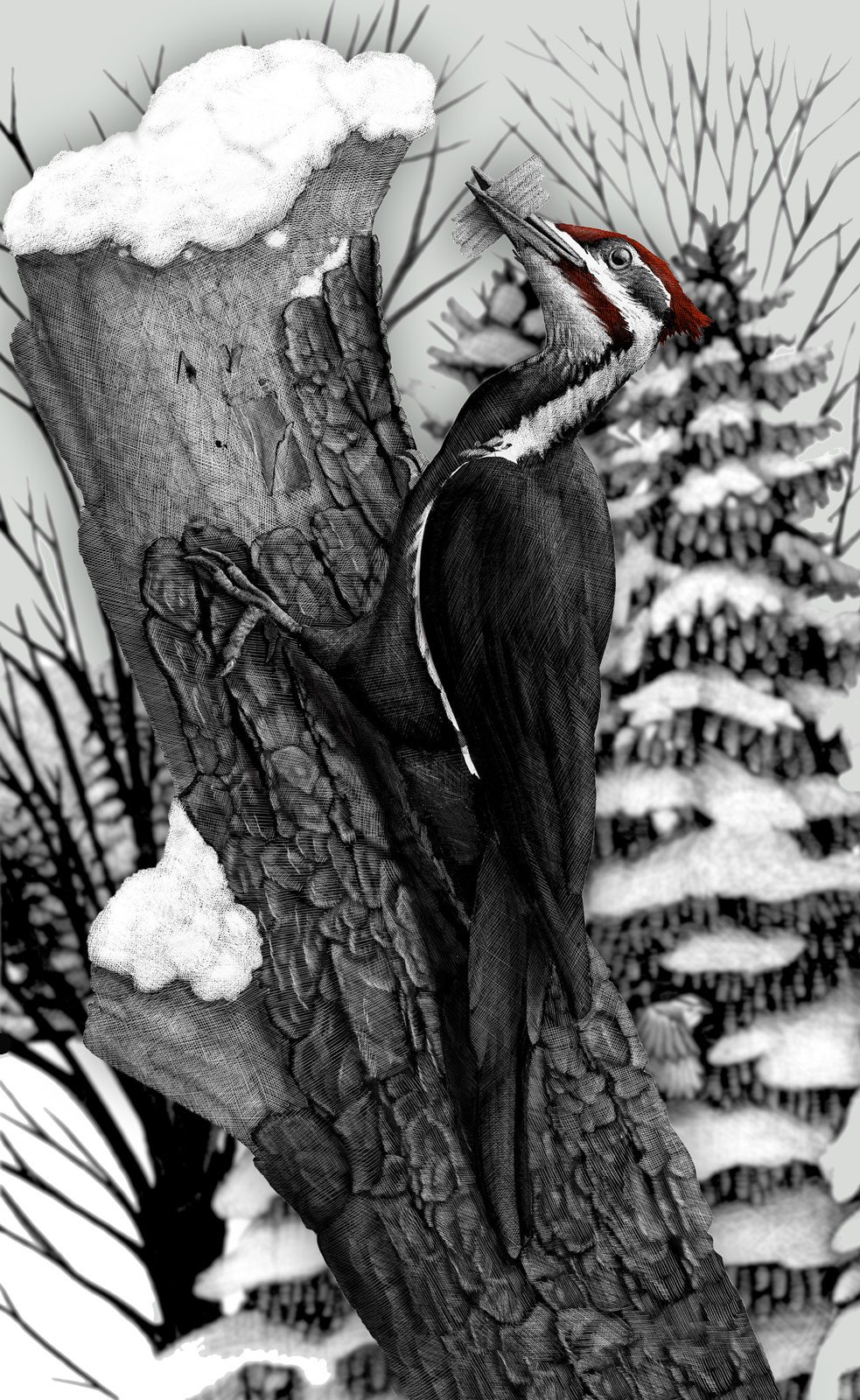 Pileated Woodpecker by Meghan Bishop