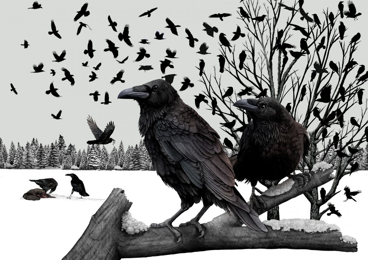 Ravens by Meghan Bishop