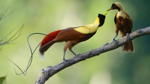 A female Red Bird-of-Paradise (right) conducts an up-close investigation of the finer points of a male’s colors and maneuver