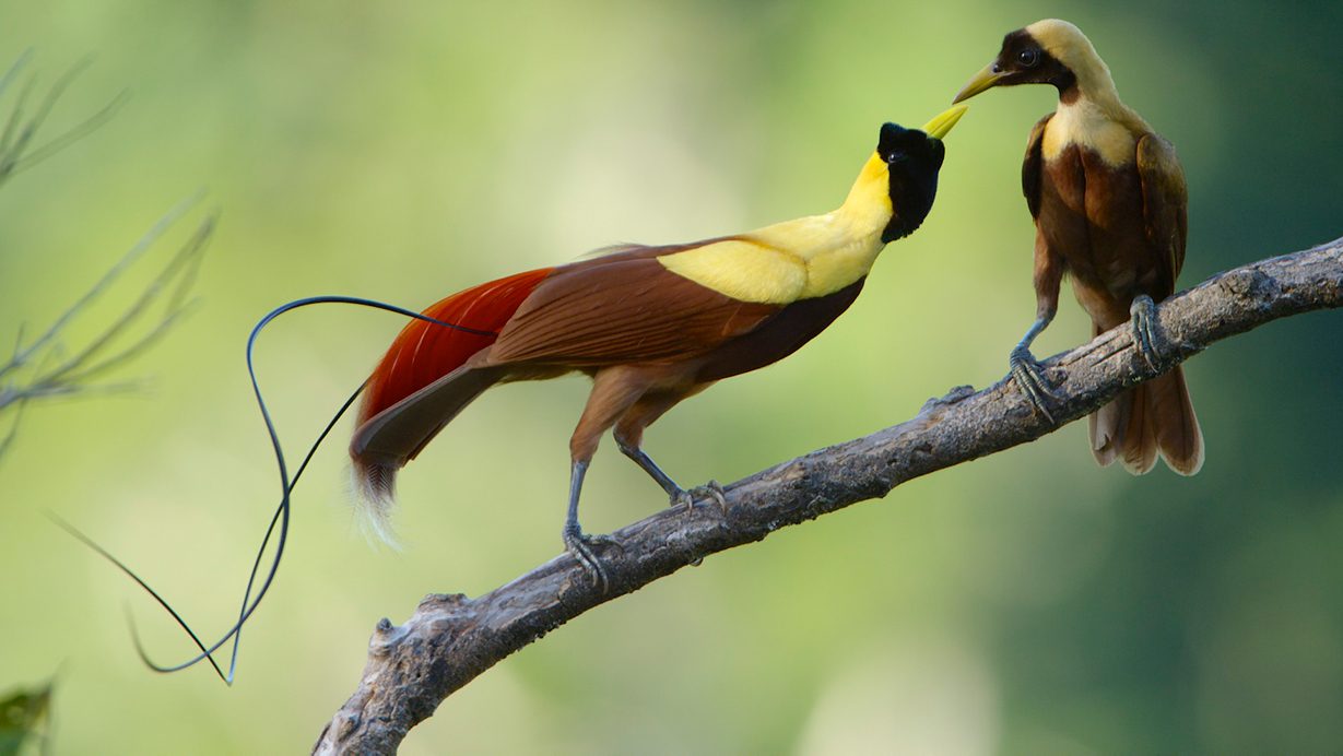 Female Birds Of Paradise Go For Complex Males All About Birds All About Birds