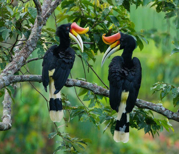 Rhinoceros Hornbills by Tim Laman