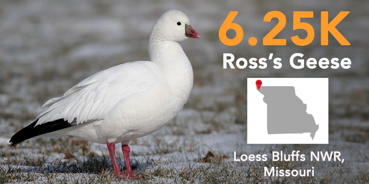 Ross's Goose by Marshall Iliff, https://macaulaylibrary.org/asset/83984171