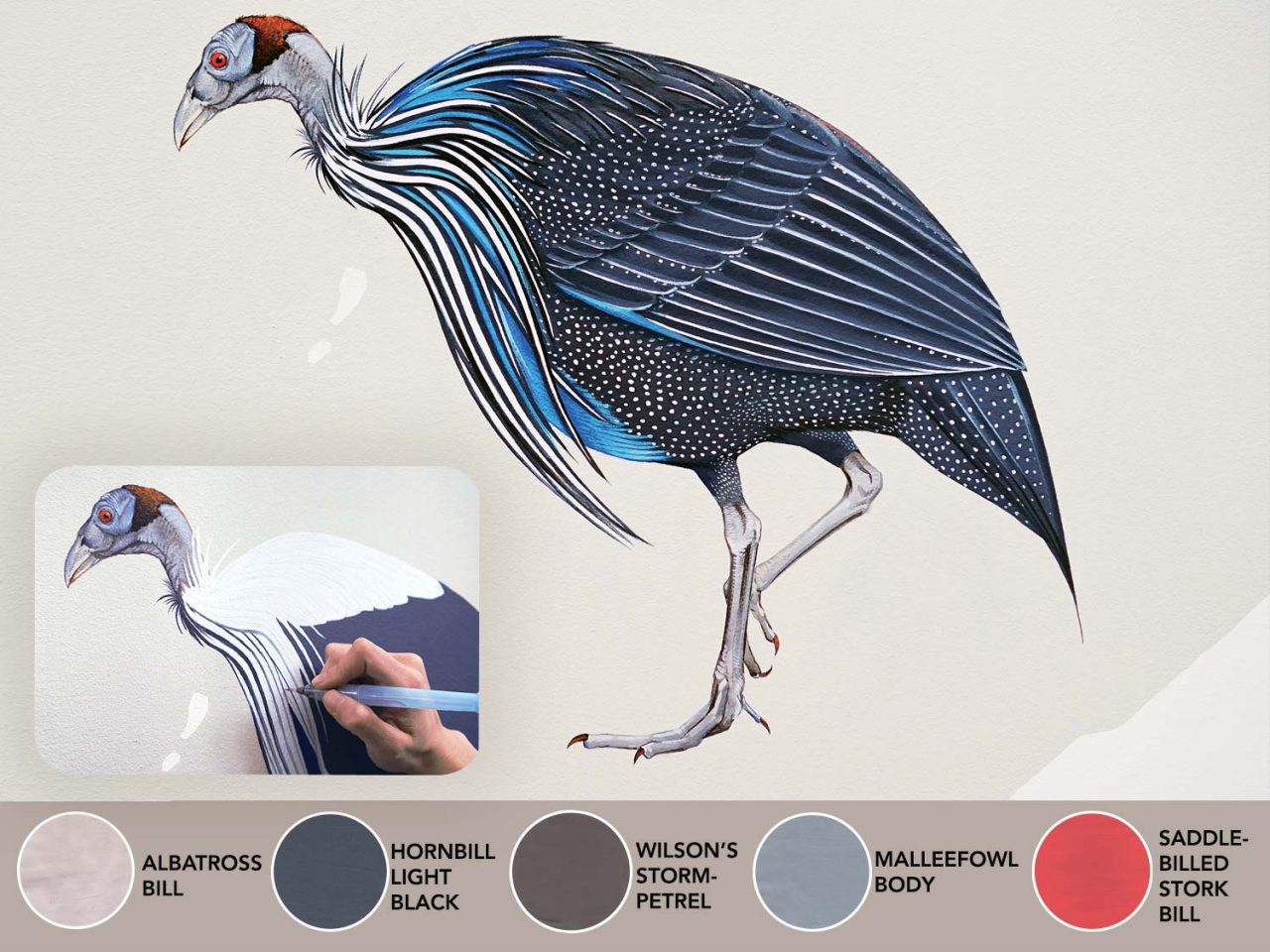 The painting of the Vulturine Guineafowl from central Africa was created using colors from five other bird species. Vulturine Guineafowl (Acryllium vulturinum) FAMILY: Numididae . By Jane Kim