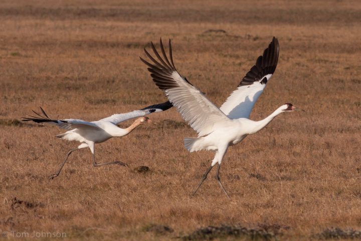 Whooping Cranes by Tom Johnson/Macaulay Library