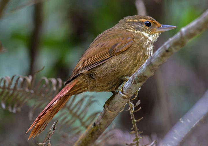 Buff-browed Foliage-gleaner Jean-Luc Baron via Birdshare https://flic.kr/p/NKP66N